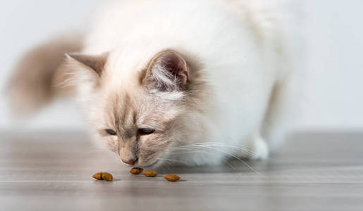 雀圣美丽的缅甸圣猫在地板上吃干猫粮照片