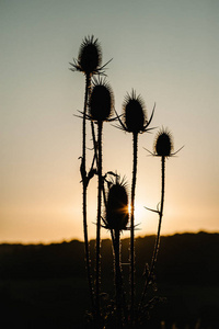 夕阳下田野上的黄草