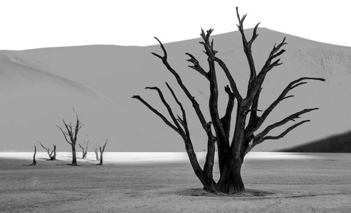 在黑白拍摄的死相思树的Sossusvlei景观，Nanib Naukluft国家公园非洲。