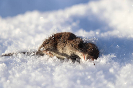 一群死老鼠图片