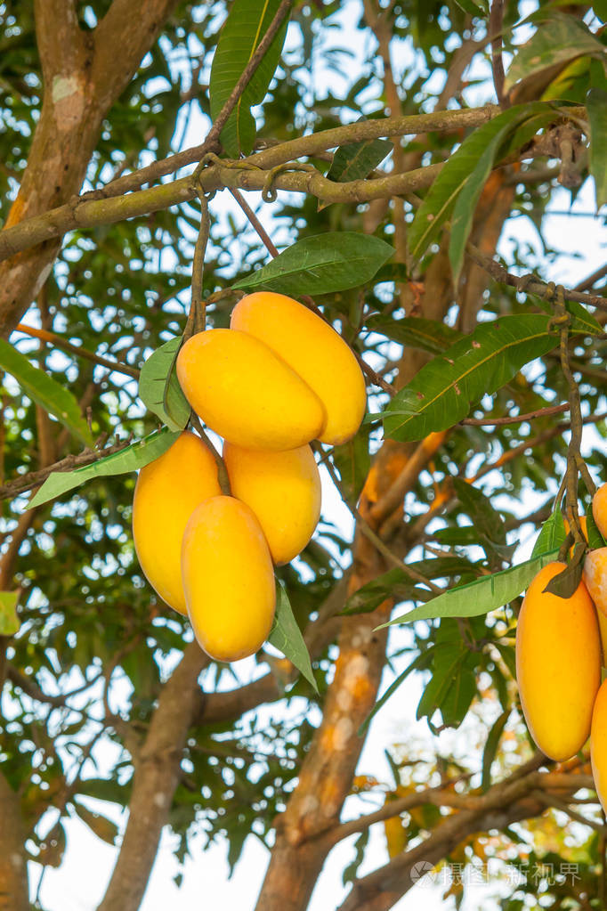 芒果果实挂在树上,垂直的形象