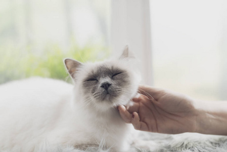 一只美丽的猫躺在一扇窗户旁边的毛茸茸的地毯上，一个女人正在抚摸她