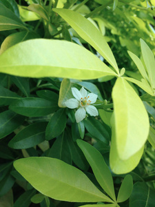 一朵白色的小花在一片明亮的绿叶下面