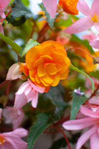 五颜六色的花背景，花瓣颜色很小的花，橙色和粉红色
