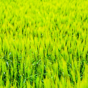 绿色未成熟大麦。 大麦的小穗。 田野是大麦乡村景观