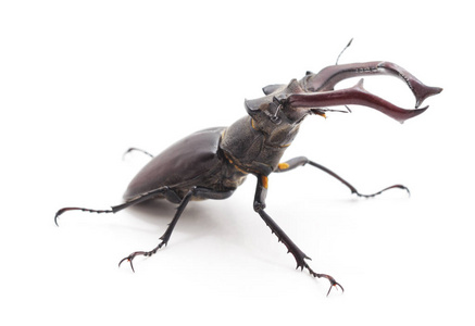 白色背景上的大黑甲虫。