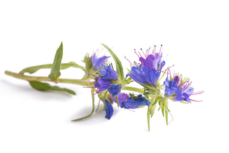 s Bugloss or Blueweed isolated on white background