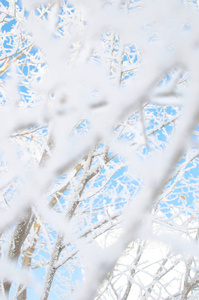 在寒冷的冬天，覆盖着雪和霜树的枝条。