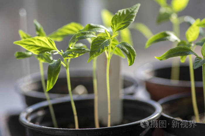 一盆大观植物中的一组小绿苗在温室小而脆弱的植物中提前培育早春