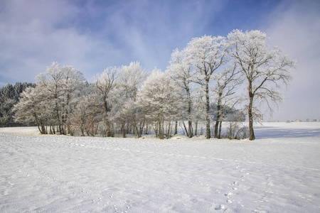 冬天的田野和蓝天上的冻树
