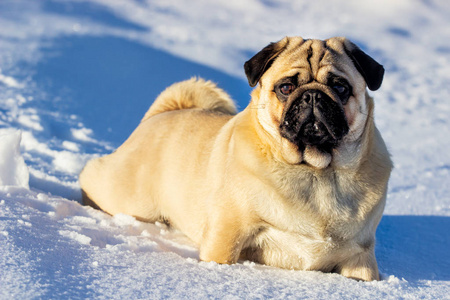 一寒冷的冬天雪中在外面玩的一只漂亮的Pugdg。