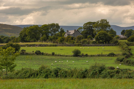 北爱尔兰基尔克尔附近一片田野里的羊群