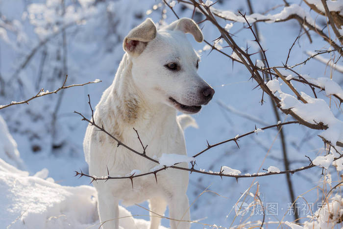 冬天,蓝眼睛的狗在雪地里玩耍,冬天阳光明媚的白天,宠物的美丽肖像画
