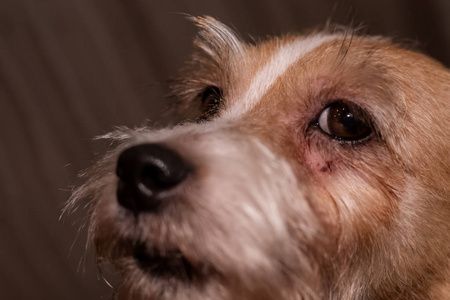 狗过敏痒眼睛皮肤NAD皮毛病。 特写划痕。 医疗保健。 兽医和医学。