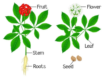 插图显示人参人参的植物部分在白色背景上。