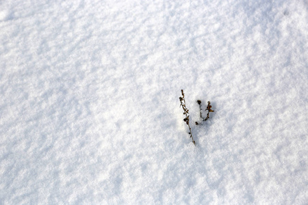 雪中的抽象冷冻植物图片