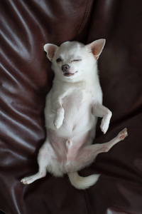 可爱的吉娃娃小狗躺在枕头上的俯视图