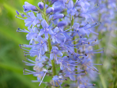 野花和花园花