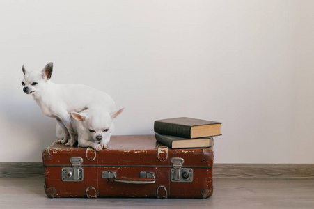近距离观看可爱的吉娃娃小狗坐在手提箱地板上在家里。