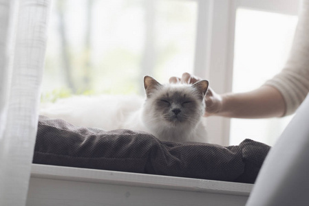 年轻女子在家中擦着她漂亮的猫，旁边是窗户宠物和生活方式的概念