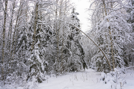 在寒冷的阴天，白雪覆盖的树木。