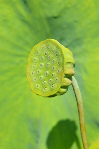 神圣的莲子拉丁名