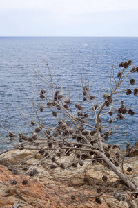 躺在地中海附近岩石上的干松树