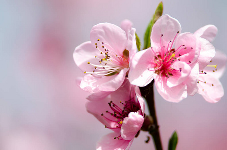 杏仁树粉红花图片