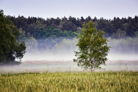 波兰的村庄景观带着薄雾