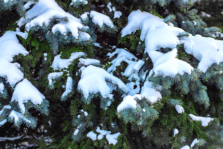 雪质地或文字背景下的杉树枝