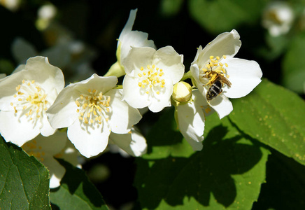 蜜蜂在甜美的模拟橙花上收集花粉菲拉德尔菲斯冠状