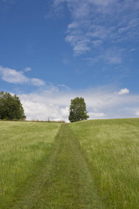 在有蓝天背景的地平线上有树木的田野上的绿色小径