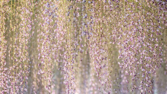 花园里美丽的春花系列紫藤花