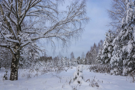 美丽的冬季景观，雪覆盖的树木，在寒冷的12月的一天，多云的天空。