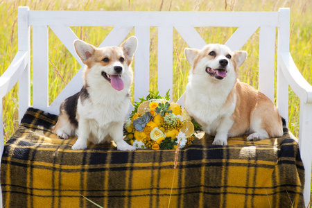 威尔士科吉彭布鲁克的两只狗坐在白色的长凳上, 在笼子里格子, 它们之间有一个婚礼花束