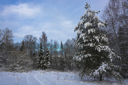 美丽的冬季景观，雪覆盖的树木，在寒冷的12月的一天，多云的天空。