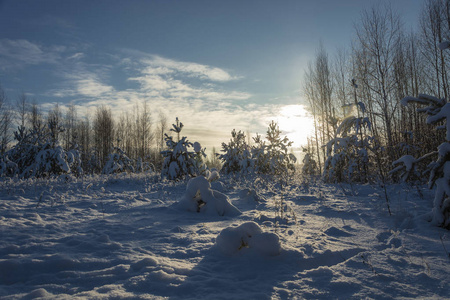 美丽的冬季雪景在夕阳的光线下，在寒冷的十二月的一天。