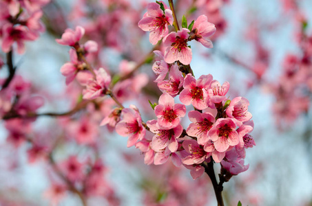 粉红桃花近在咫尺