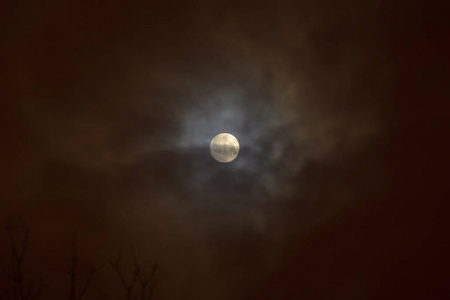月食在满月。在夜空背景下，超级蓝色的月亮在树上剪影。