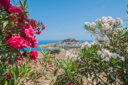 远观林多斯镇和城堡与古代卫城遗址在阳光明媚的温暖的日子。在花的框架内，白色和红色木夹竹桃在花。希腊罗德斯岛。欧洲。