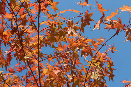 韩国，美丽的红枫在秋天到来之前，在阳光明媚的日子里闪耀
