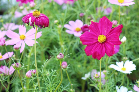 美丽的宇宙花园里五颜六色的花