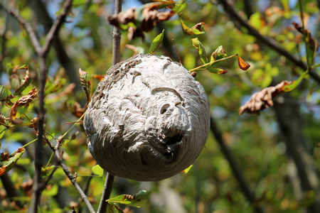 大黄蜂巢挂在树冠上图片