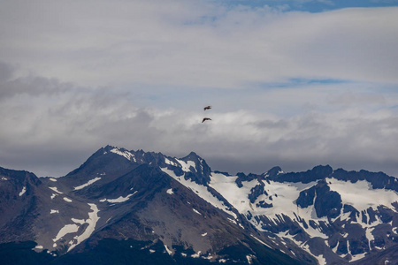 在比格尔海峡飞越山脉的智利鸟乌什