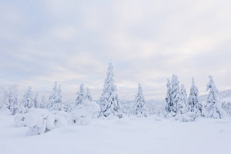 美丽的冬日风景, 被雪覆盖的树木