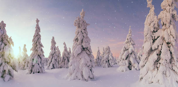 美丽的冬日风景, 被雪覆盖的树木