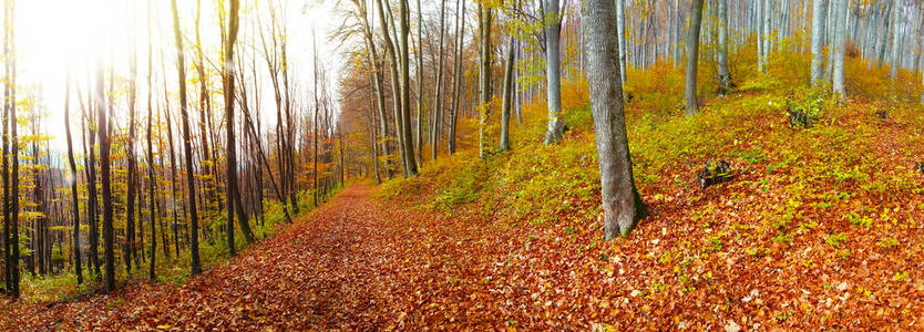秋天的一片美丽的森林，一幅景色宜人温暖的阳光