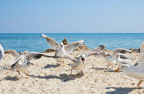 一群海鸥在夏天阳光明媚的日子在海滩上，乌克兰的黑海。