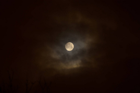 月食在满月。 夜空背景下树上的超级蓝色月亮。
