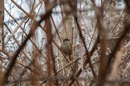 欧亚树麻雀在冬天栖息。 坐在灌木丛中